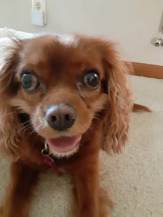 N-Balance Restorative Pet Health Picture 1