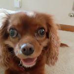 N-Balance Restorative Pet Health