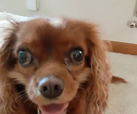 N-Balance Restorative Pet Health