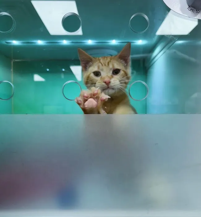 Completely Cat Clinic Picture 2