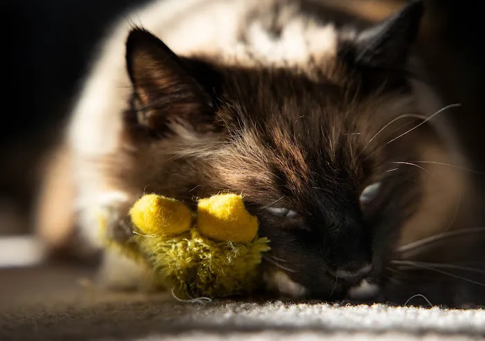 Completely Cat Clinic Picture 1