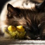 Completely Cat Clinic