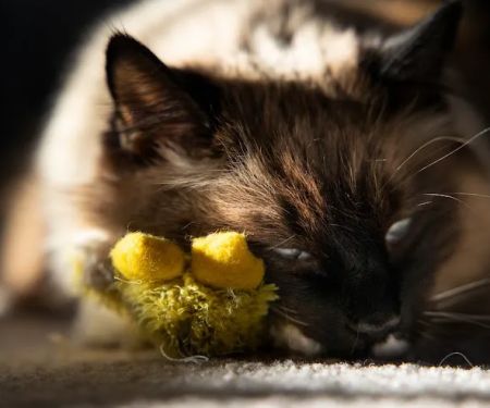 Completely Cat Clinic