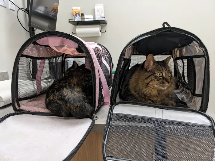 Completely Cat Clinic Picture 3