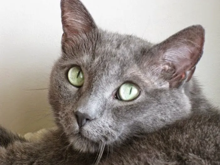 Completely Cat Clinic Picture 7