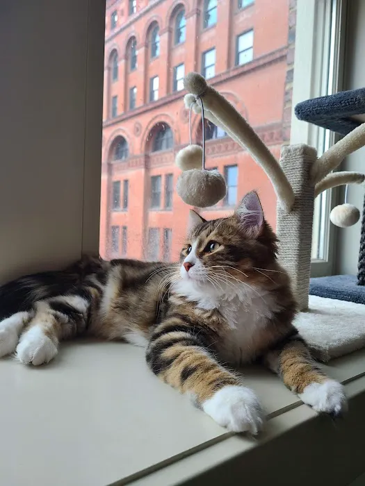 Completely Cat Clinic Picture 5