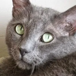 Completely Cat Clinic Picture 6