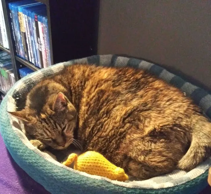 Completely Cat Clinic Picture 8