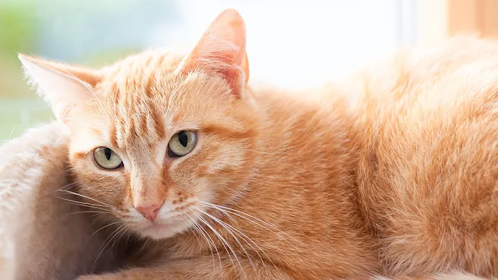 Completely Cat Clinic Picture 10