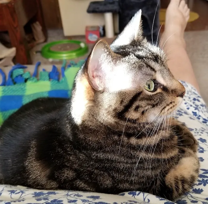 Completely Cat Clinic Picture 9