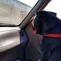 Green Acre Animal Clinic ico