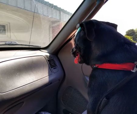 Green Acre Animal Clinic