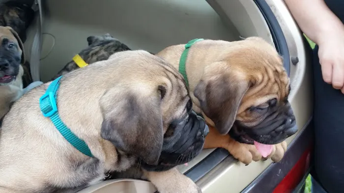 Green Acre Animal Clinic Picture 3