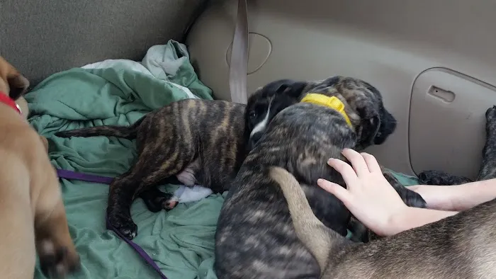 Green Acre Animal Clinic Picture 5