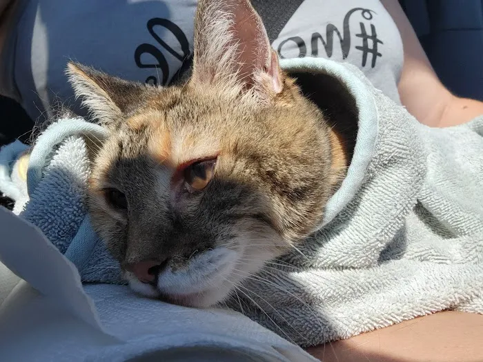 Green Acre Animal Clinic Picture 9