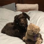 Mission Village Animal Clinic