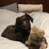 Mission Village Animal Clinic ico