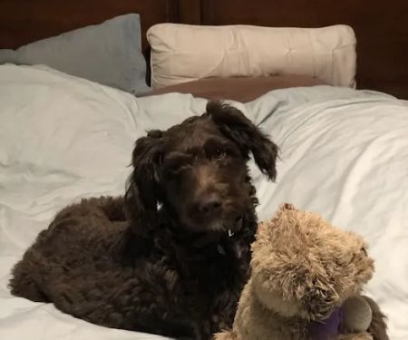 Mission Village Animal Clinic