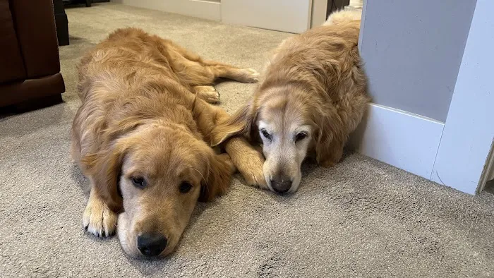 Mission Village Animal Clinic Picture 7