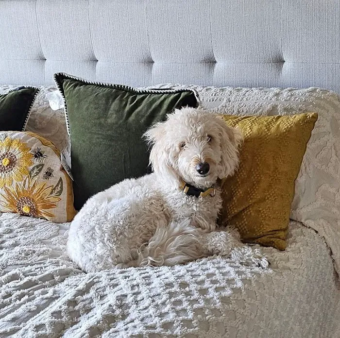 Mission Village Animal Clinic Picture 6