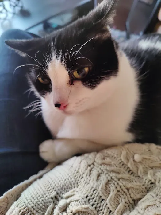 Mission Village Animal Clinic Picture 9