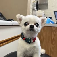 Goodrich Veterinary Clinic ico