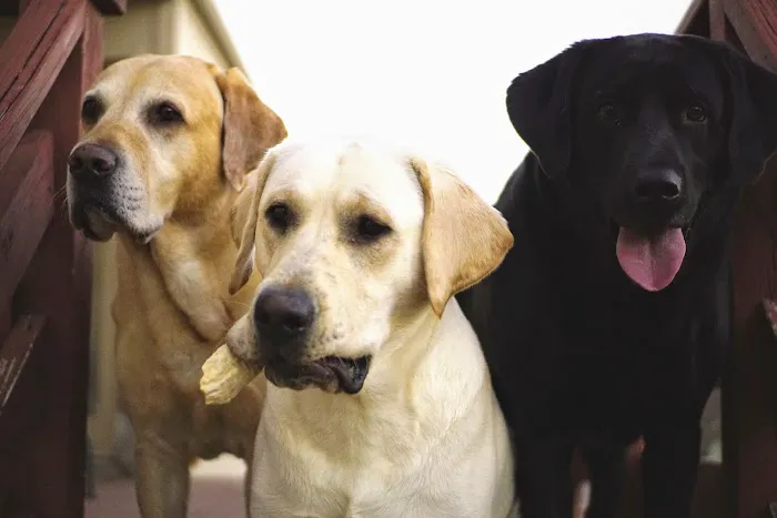 Goodrich Veterinary Clinic Picture 5