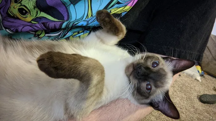 Goodrich Veterinary Clinic Picture 9