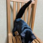 Millard Veterinary Clinics