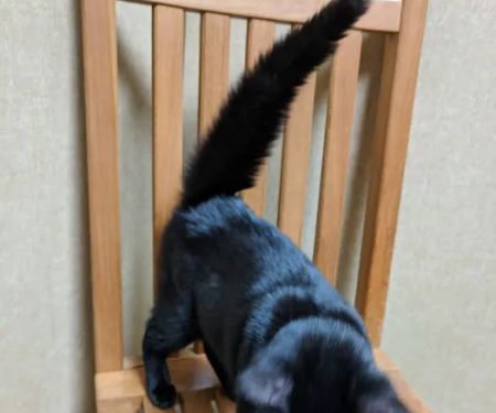 Millard Veterinary Clinics