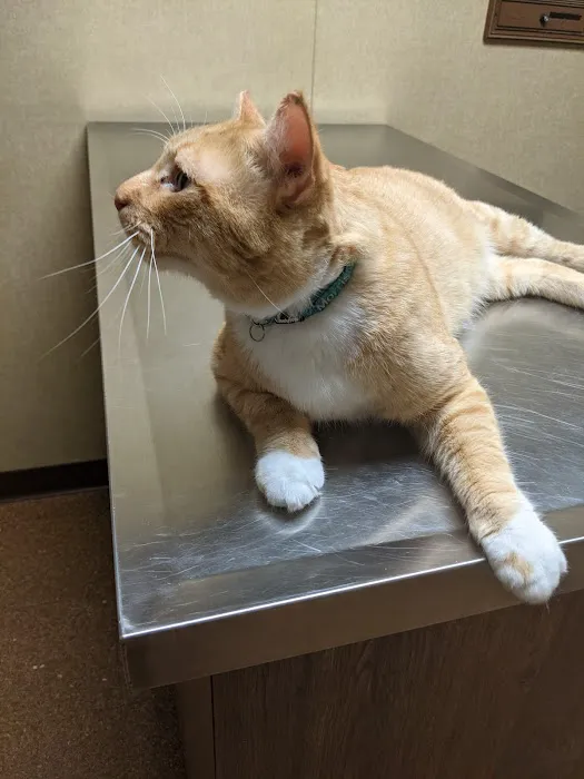 Millard Veterinary Clinics Picture 2