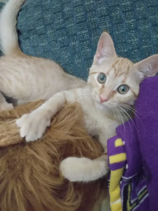 Millard Veterinary Clinics Picture 4