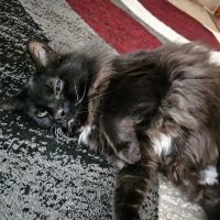 Parker Veterinary Clinic ico