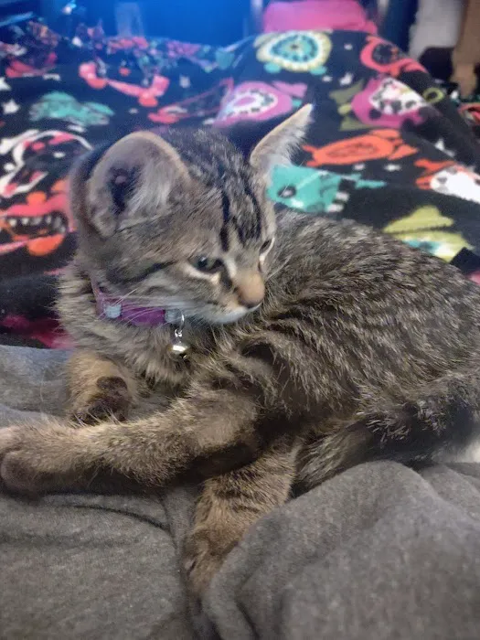 Parker Veterinary Clinic Picture 5