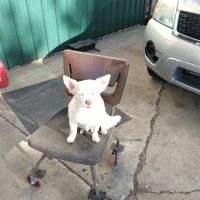 Windy Ridge Veterinary Clinic, PLLC ico