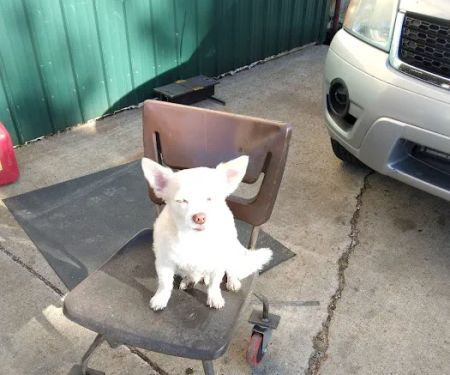 Windy Ridge Veterinary Clinic, PLLC