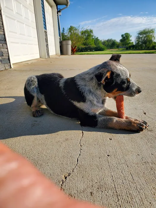 Windy Ridge Veterinary Clinic, PLLC Picture 2