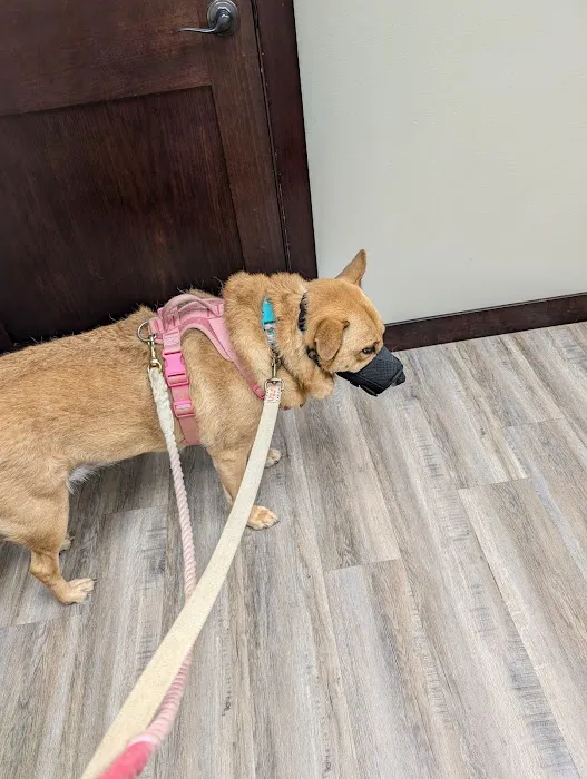 Windy Ridge Veterinary Clinic, PLLC Picture 5