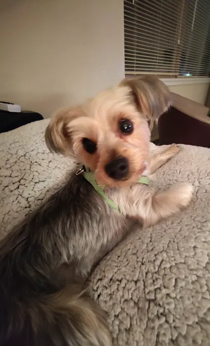 Windy Ridge Veterinary Clinic, PLLC Picture 3