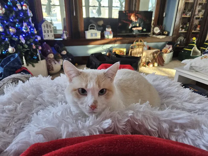 Windy Ridge Veterinary Clinic, PLLC Picture 4