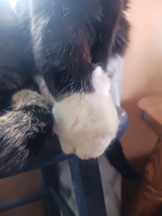 Windy Ridge Veterinary Clinic, PLLC Picture 6