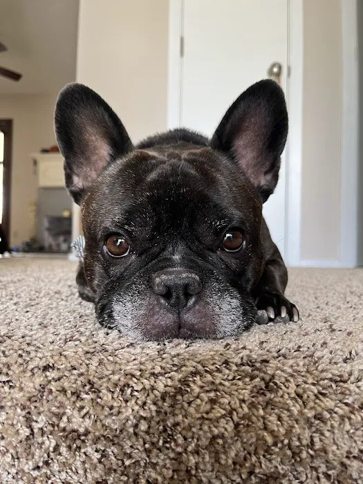 VCA MidWest Veterinary Referral and Emergency Center Picture 4