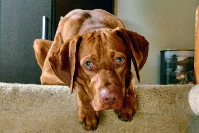 VCA MidWest Veterinary Referral and Emergency Center Picture 2