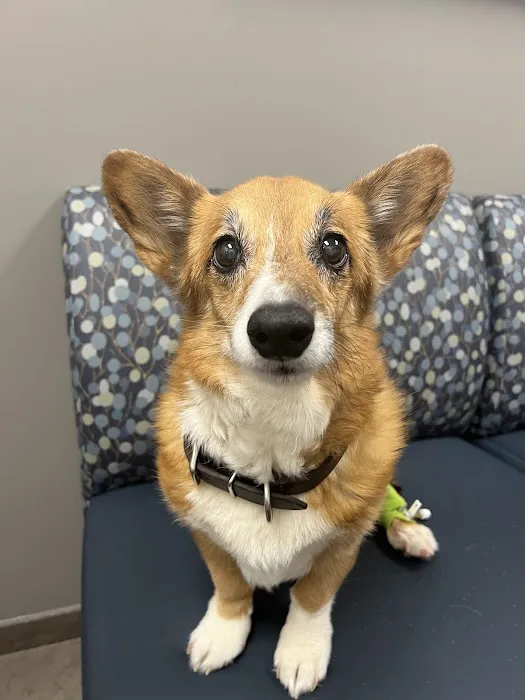 VCA MidWest Veterinary Referral and Emergency Center Picture 1