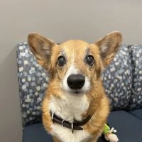 VCA MidWest Veterinary Referral and Emergency Center ico