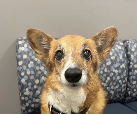 VCA MidWest Veterinary Referral and Emergency Center