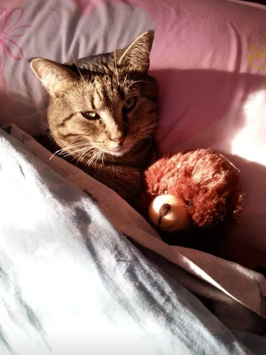 VCA MidWest Veterinary Referral and Emergency Center Picture 3