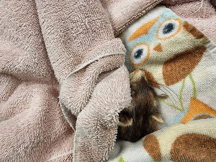 VCA MidWest Veterinary Referral and Emergency Center Picture 6