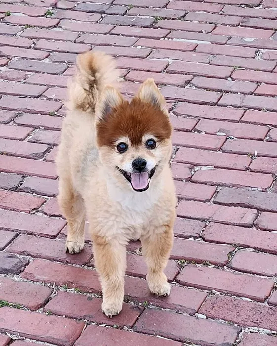 VCA MidWest Veterinary Referral and Emergency Center Picture 5