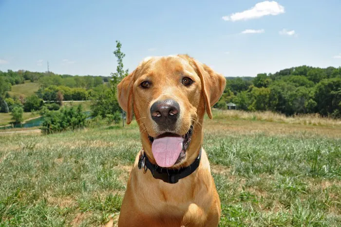VCA MidWest Veterinary Referral and Emergency Center Picture 9